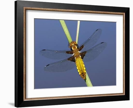 Broad-Bodied Chaser Dragonfly Cornwall, UK-Ross Hoddinott-Framed Photographic Print