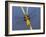 Broad-Bodied Chaser Dragonfly Cornwall, UK-Ross Hoddinott-Framed Photographic Print