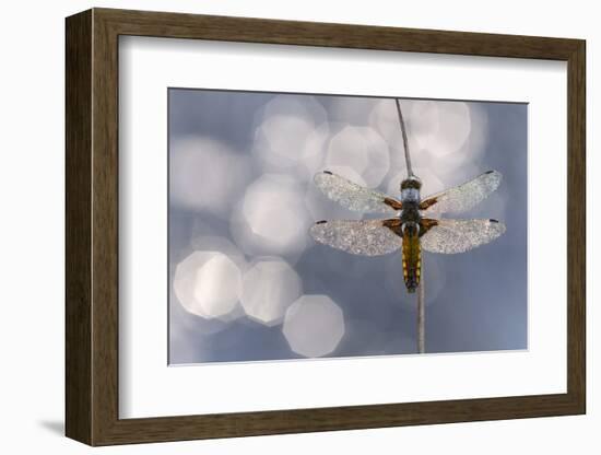 Broad bodied chaser dragonfly covered in dew backlit against water, Broxwater, Cornwall, UK-Ross Hoddinott-Framed Photographic Print