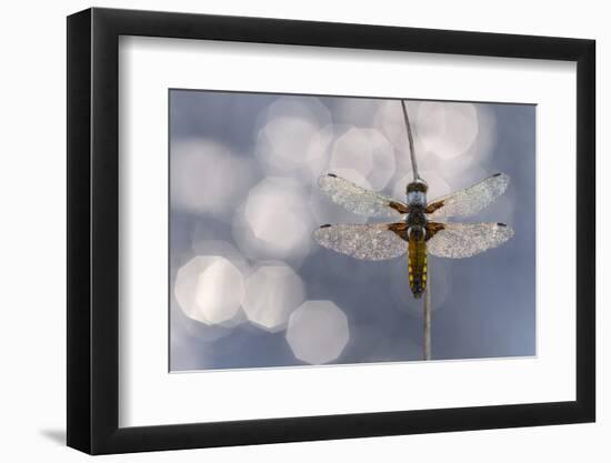Broad bodied chaser dragonfly covered in dew backlit against water, Broxwater, Cornwall, UK-Ross Hoddinott-Framed Photographic Print
