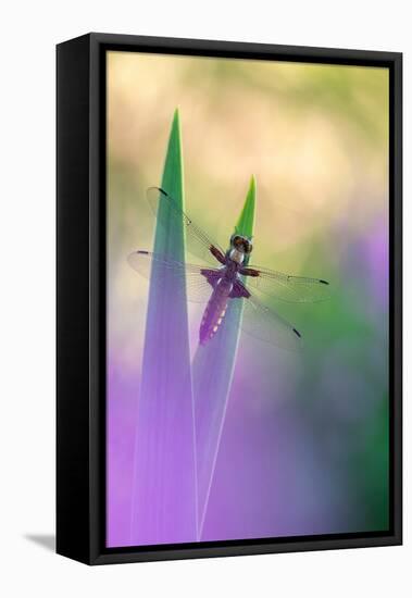 Broad-bodied chaser dragonfly resting on reeds, UK-Ross Hoddinott-Framed Premier Image Canvas