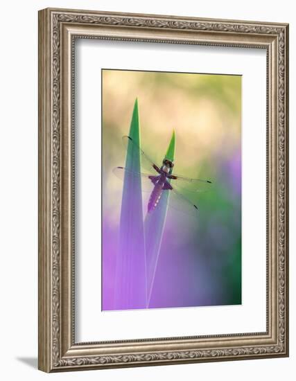 Broad-bodied chaser dragonfly resting on reeds, UK-Ross Hoddinott-Framed Photographic Print