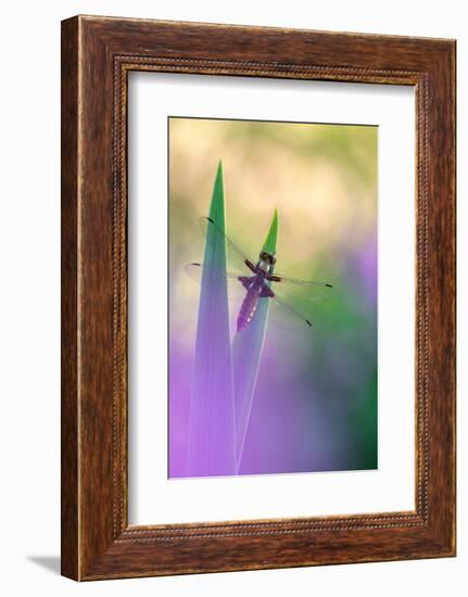 Broad-bodied chaser dragonfly resting on reeds, UK-Ross Hoddinott-Framed Photographic Print