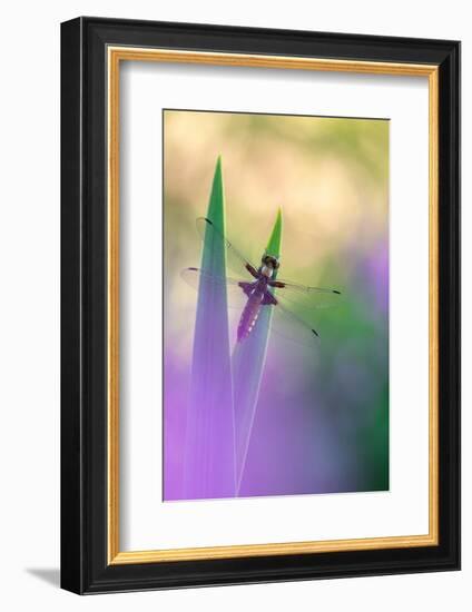 Broad-bodied chaser dragonfly resting on reeds, UK-Ross Hoddinott-Framed Photographic Print