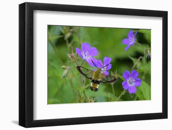 Broad-bordered bee hawk-moth nectaring from Wood cranesbill-Jussi Murtosaari-Framed Photographic Print