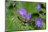 Broad-bordered bee hawk-moth nectaring from Wood cranesbill-Jussi Murtosaari-Mounted Photographic Print