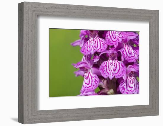 Broad-leaved / Irish marsh orchid flowers, Austrian Alps-Alex Hyde-Framed Photographic Print