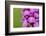 Broad-leaved / Irish marsh orchid flowers, Austrian Alps-Alex Hyde-Framed Photographic Print