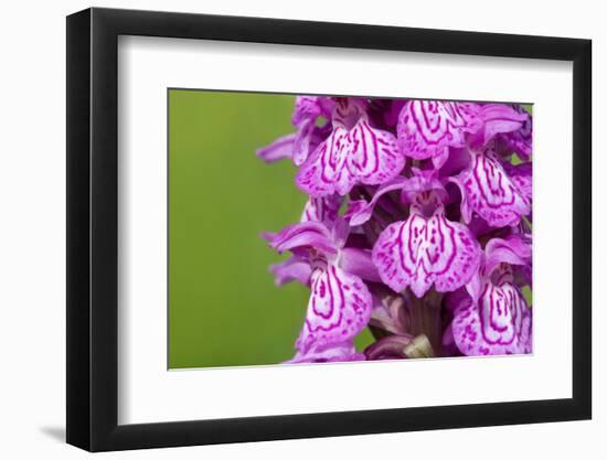 Broad-leaved / Irish marsh orchid flowers, Austrian Alps-Alex Hyde-Framed Photographic Print