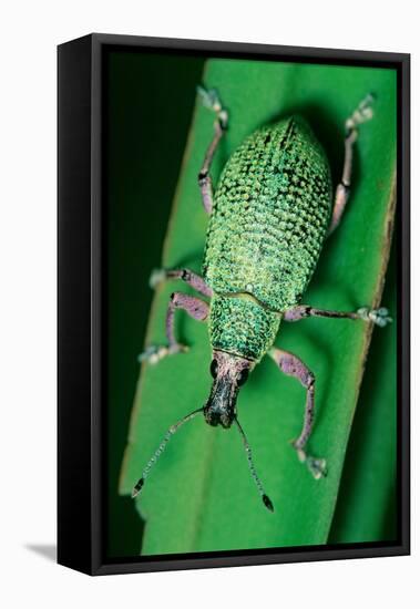 broad-nosed weevil on leaf, mexico-claudio contreras-Framed Premier Image Canvas