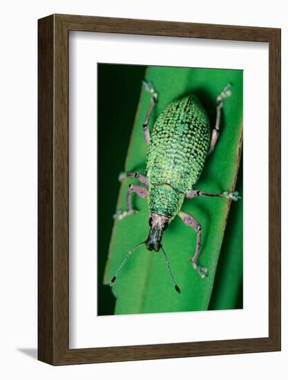 broad-nosed weevil on leaf, mexico-claudio contreras-Framed Photographic Print