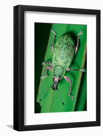 broad-nosed weevil on leaf, mexico-claudio contreras-Framed Photographic Print