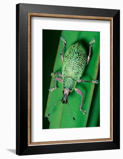 broad-nosed weevil on leaf, mexico-claudio contreras-Framed Photographic Print