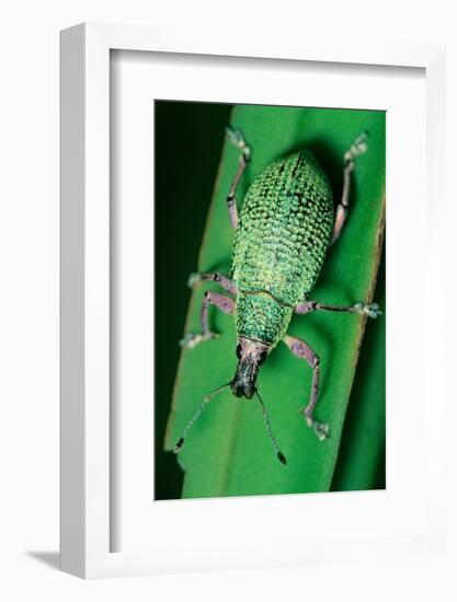 broad-nosed weevil on leaf, mexico-claudio contreras-Framed Photographic Print