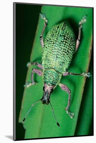 broad-nosed weevil on leaf, mexico-claudio contreras-Mounted Photographic Print