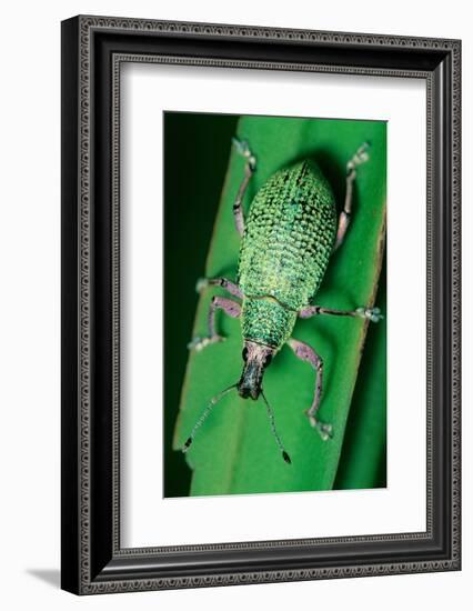 broad-nosed weevil on leaf, mexico-claudio contreras-Framed Photographic Print