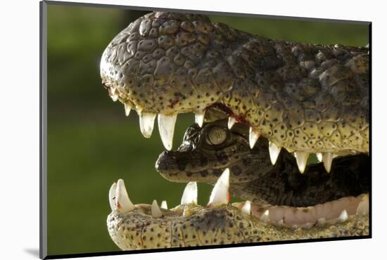 Broad Snouted Caiman (Caiman Latirostris) Baby In Mothers Mouth Being Carried From Nest-Mark Macewen-Mounted Photographic Print