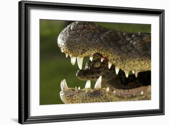 Broad Snouted Caiman (Caiman Latirostris) Baby In Mothers Mouth Being Carried From Nest-Mark Macewen-Framed Photographic Print