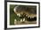 Broad Snouted Caiman (Caiman Latirostris) Baby In Mothers Mouth Being Carried From Nest-Mark Macewen-Framed Photographic Print