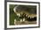 Broad Snouted Caiman (Caiman Latirostris) Baby In Mothers Mouth Being Carried From Nest-Mark Macewen-Framed Photographic Print