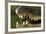 Broad Snouted Caiman (Caiman Latirostris) Baby In Mothers Mouth Being Carried From Nest-Mark Macewen-Framed Photographic Print