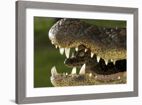 Broad Snouted Caiman (Caiman Latirostris) Baby In Mothers Mouth Being Carried From Nest-Mark Macewen-Framed Photographic Print