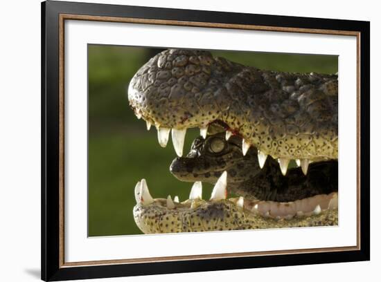 Broad Snouted Caiman (Caiman Latirostris) Baby In Mothers Mouth Being Carried From Nest-Mark Macewen-Framed Photographic Print