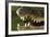 Broad Snouted Caiman (Caiman Latirostris) Baby In Mothers Mouth Being Carried From Nest-Mark Macewen-Framed Photographic Print