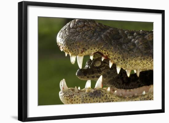 Broad Snouted Caiman (Caiman Latirostris) Baby In Mothers Mouth Being Carried From Nest-Mark Macewen-Framed Photographic Print