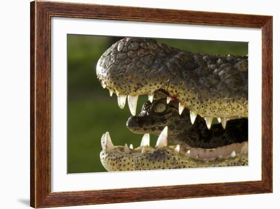 Broad Snouted Caiman (Caiman Latirostris) Baby In Mothers Mouth Being Carried From Nest-Mark Macewen-Framed Photographic Print