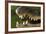 Broad Snouted Caiman (Caiman Latirostris) Baby In Mothers Mouth Being Carried From Nest-Mark Macewen-Framed Photographic Print