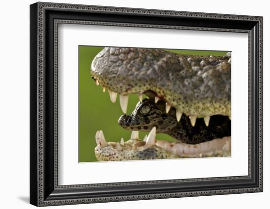 Broad Snouted Caiman (Caiman Latirostris) Baby In Mothers Mouth Being Carried From The Nest-Mark Macewen-Framed Photographic Print