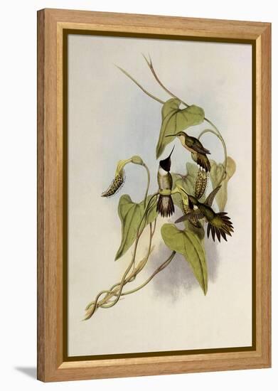 Broad-Tailed Flame-Bearer, Selasphorus Platycercus-John Gould-Framed Premier Image Canvas