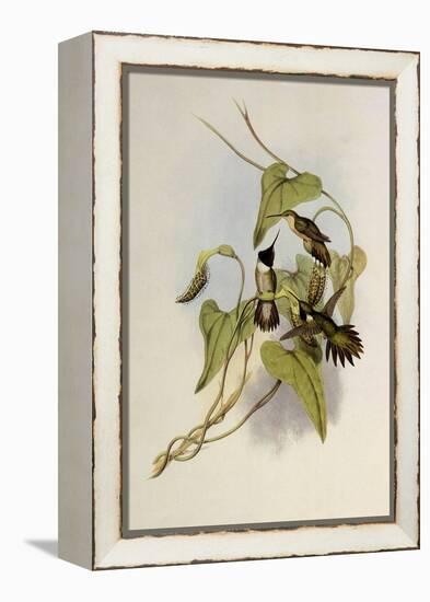 Broad-Tailed Flame-Bearer, Selasphorus Platycercus-John Gould-Framed Premier Image Canvas