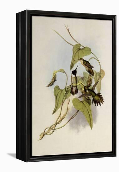 Broad-Tailed Flame-Bearer, Selasphorus Platycercus-John Gould-Framed Premier Image Canvas
