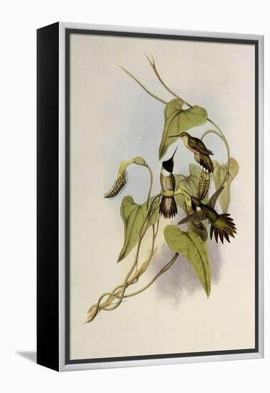 Broad-Tailed Flame-Bearer, Selasphorus Platycercus-John Gould-Framed Premier Image Canvas