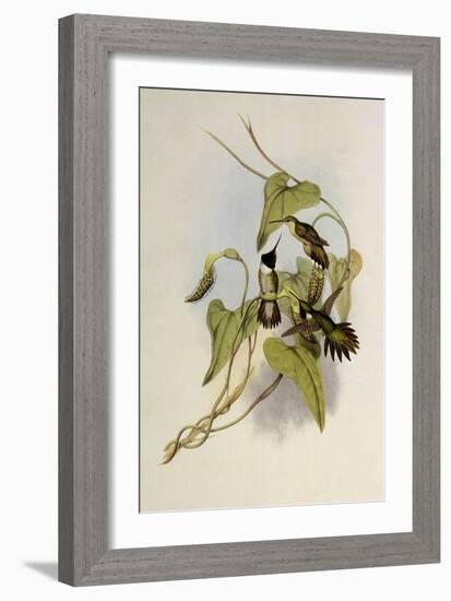 Broad-Tailed Flame-Bearer, Selasphorus Platycercus-John Gould-Framed Giclee Print