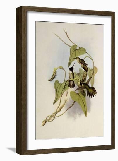 Broad-Tailed Flame-Bearer, Selasphorus Platycercus-John Gould-Framed Giclee Print