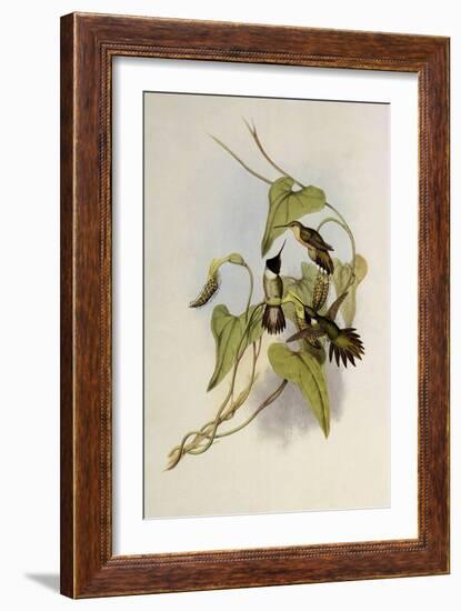 Broad-Tailed Flame-Bearer, Selasphorus Platycercus-John Gould-Framed Giclee Print