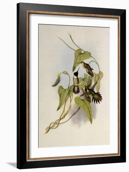 Broad-Tailed Flame-Bearer, Selasphorus Platycercus-John Gould-Framed Giclee Print