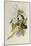 Broad-Tailed Flame-Bearer, Selasphorus Platycercus-John Gould-Mounted Giclee Print