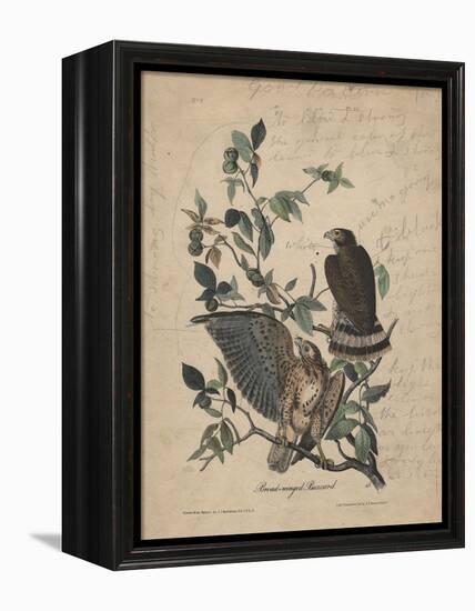 Broad-Winged Buzzard, 1840-John James Audubon-Framed Premier Image Canvas