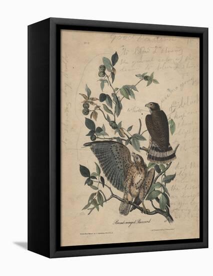 Broad-Winged Buzzard, 1840-John James Audubon-Framed Premier Image Canvas