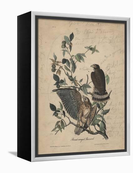 Broad-Winged Buzzard, 1840-John James Audubon-Framed Premier Image Canvas