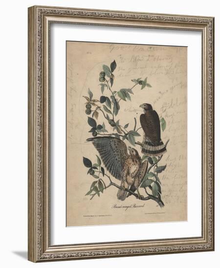 Broad-Winged Buzzard, 1840-John James Audubon-Framed Giclee Print