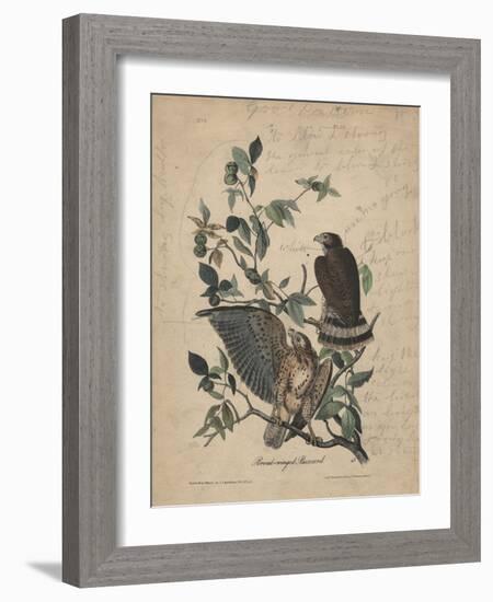 Broad-Winged Buzzard, 1840-John James Audubon-Framed Giclee Print