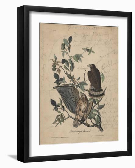 Broad-Winged Buzzard, 1840-John James Audubon-Framed Giclee Print