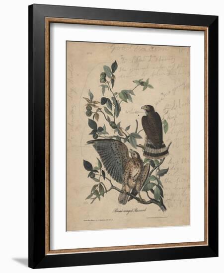 Broad-Winged Buzzard, 1840-John James Audubon-Framed Giclee Print