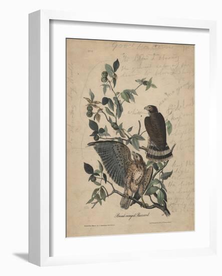 Broad-Winged Buzzard, 1840-John James Audubon-Framed Giclee Print