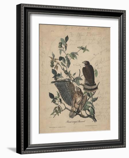 Broad-Winged Buzzard, 1840-John James Audubon-Framed Giclee Print